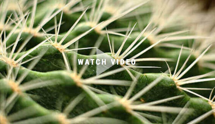 video play